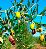 El COI estima que la producción mundial de aceite de oliva disminuirá un 7% en la campaña 2016/17