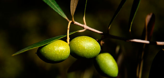 Un software predecirá los aforos de producción y los precios del aceite de oliva