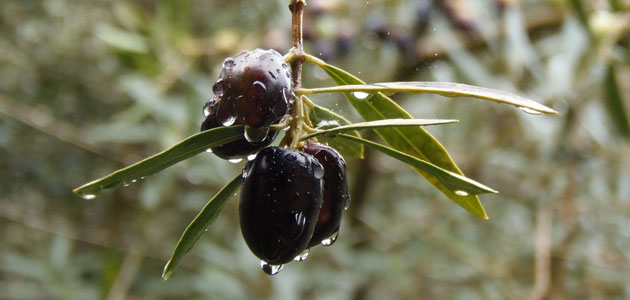 La CE prevé que la producción europea de aceite de oliva alcance 1,89 millones de t., un 8,7% más