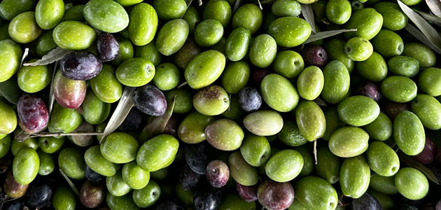 Un compuesto de la aceituna se muestra prometedor para tratar la obesidad y la diabetes