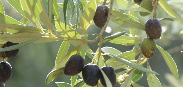 Sector del olivar en Andalucía recibirá 2 millones de euros para innovación cofinanciados a través de Feader