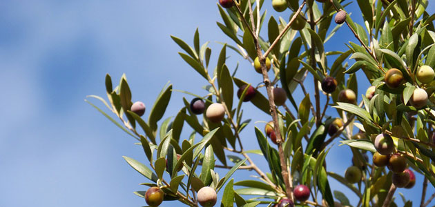 La CE prevé que la producción europea de aceite de oliva se incremente un 2% en la campaña 2018/19