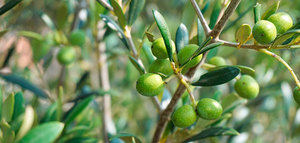 ¿Cuál es la importancia del momento óptimo de la maduración de la aceituna para obtener un aceite de la máxima calidad?