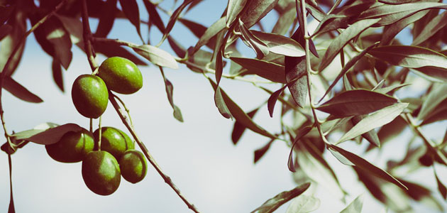La producción europea de aceite de oliva se sitúa en 1,65 millones de t. en los cinco primeros meses de campaña