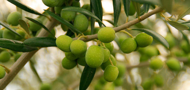 El USDA espera que la producción mundial de aceite de oliva alcance 3,12 millones de t. en la próxima campaña