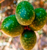 La Rioja continúa con la campaña de estudio de variedades de olivo y recuperación de material vegetal
