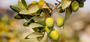 La CE sitúa la producción europea de aceite de oliva en 2,26 millones t. esta campaña, un 3,7% más