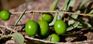 La producción europea de aceite de oliva se sitúa en 1,71 millones de t. hasta marzo