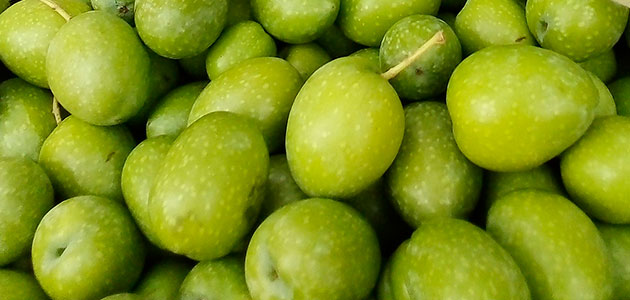 El último avance de aforo de cosecha de aceituna de mesa sitúa la producción en 492.000 t., un 20,42% más