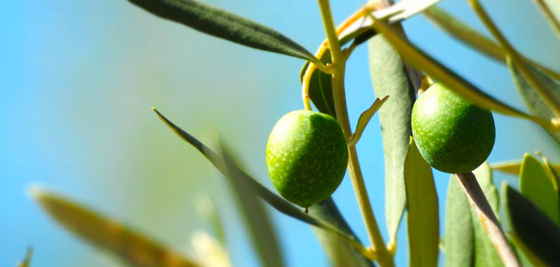 ¿Puede seguir España produciendo aceituna como hasta ahora?