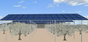 Acesur impulsa un gran proyecto de agrivoltaica que integra autoconsumo energético en un olivar en producción