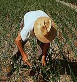 Más de 300 agricultores de la UE abogan por el carácter sostenible, innovador y estratégico de la actividad agraria 