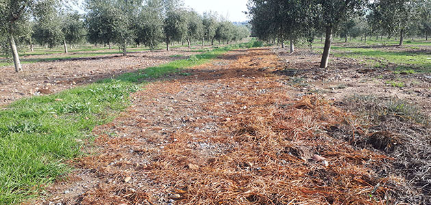 Un proyecto busca una alternativa al herbicida en el control de las malas hierbas en el olivar