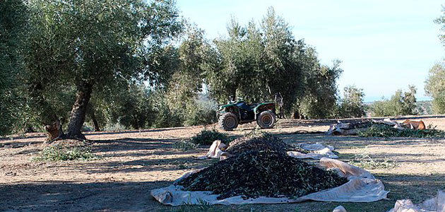 Un estudio aborda el momento óptimo de recolección en el olivo