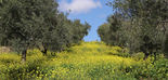 Cortijo de Guadiana obtiene el certificado AENOR de Agricultura Regenerativa