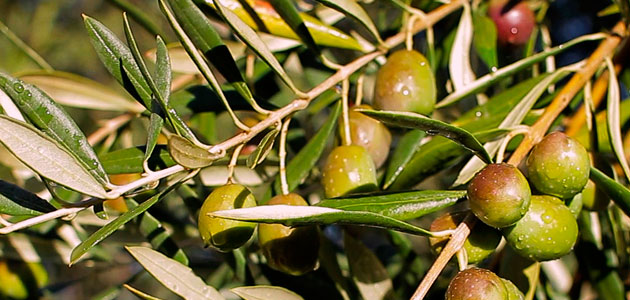 Andalucía prevé que su producción de aceite de oliva descienda un 5,5% en la campaña 2021/22