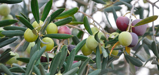 Andalucía prevé que su producción de aceite de oliva descienda un 49,1% en la campaña 2022/23