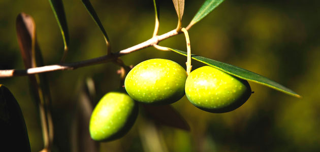 Andalucía prevé que su producción de aceite de oliva aumente un 50,2% esta campaña