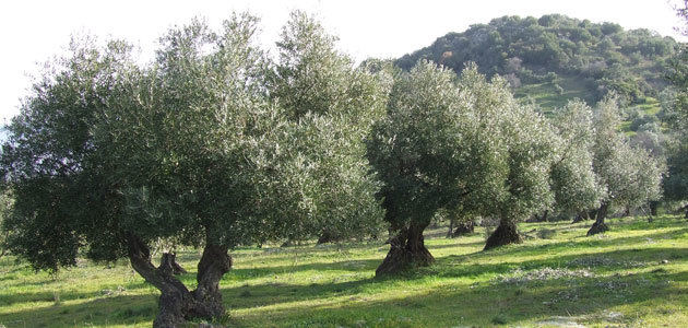 Andalucía estima que su producción de aceite de oliva aumentará un 40% esta campaña