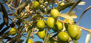 Andalucía estima que su producción de aceite de oliva caerá un 15,8% esta campaña por la escasez de lluvias