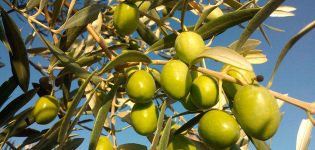 Anierac y Asoliva sitúan en casi 1 millón de toneladas la producción de aceite de oliva esta campaña