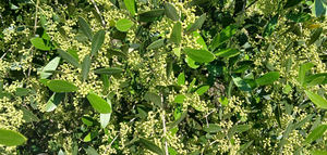 Los olivares de la Península Ibérica anticipan una floración prometedora marcada por un ciclo vegetativo adelantado, según AGR