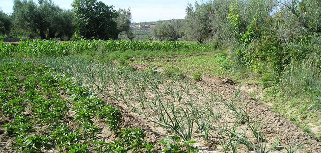 La agricultura andaluza contará con 135,2 millones de euros para ayudas agroambientales en 2022