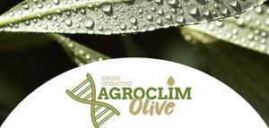 Agroclim-Olive identifica cuatro variedades de olivo adaptadas al cambio climático