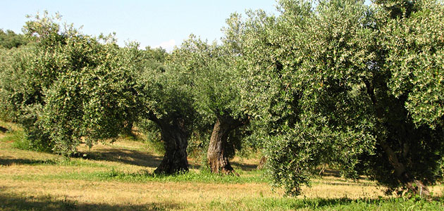 Abierta la convocatoria de ayudas para la agroindustria olivarera de Andalucía por 20 millones de euros