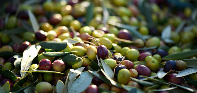 Las plantas de tratamiento postcosecha de aceituna contribuyen a conservar la calidad del fruto