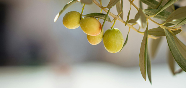 Citoliva combate el impacto de las plagas en cultivos como el olivar a través de 'AGRO·LIVE Aliados Naturales'