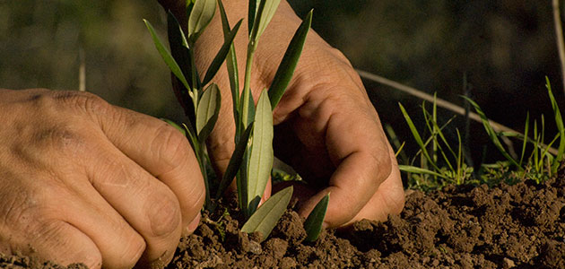 ¿Cuáles son las mejores opciones para diversificar el cultivo del olivar?