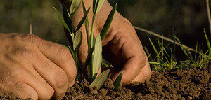 Diversas organizaciones agrícolas piden fertilizantes de calidad a precios competitivos
