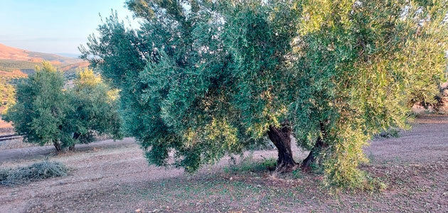 Agroseguro presenta en Andalucía las novedades del seguro de olivar