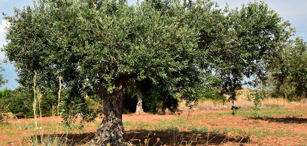 Agroseguro presenta las novedades más relevantes de los seguros agrarios de otoño