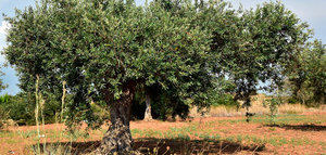 El 30 de junio finaliza el plazo para asegurar las cosechas de olivar frente al riesgo de pedrisco