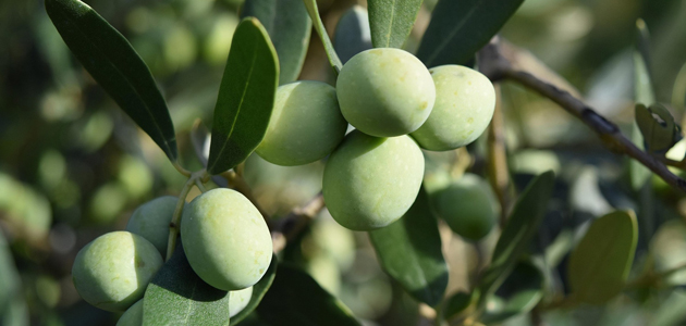 Andalucía abona cerca de 310 millones de la PAC a alrededor de 194.000 agricultores