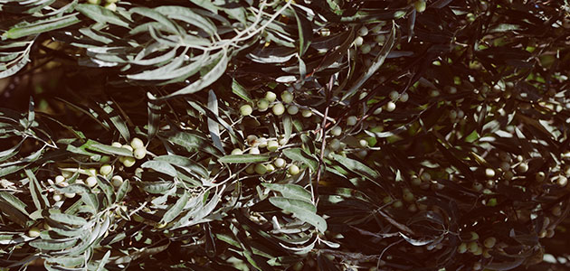 La comercialización de aceite de oliva aumenta un 7% respecto a la campaña anterior