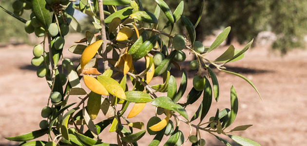 Técnicas de biocontrol y big data para combatir las plagas del olivo