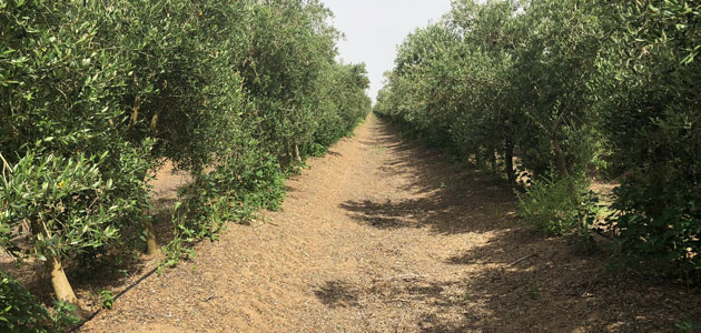 El Alentejo portugués, referencia internacional para la nueva olivicultura mundial