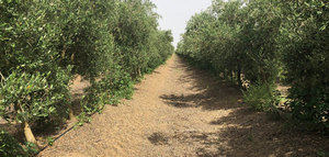 Una herramienta de sostenibilidad para la producción de aceite de oliva del Alentejo