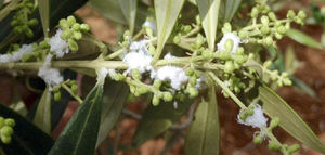 Comienza el seguimiento de la incidencia de algodoncillo en el cultivo del olivo