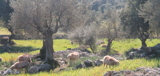 Los alimentos de calidad de Baleares en tiempos de coronavirus