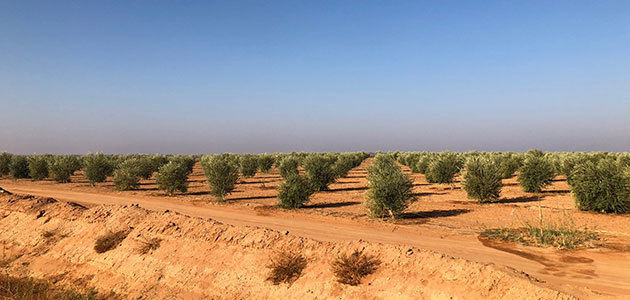 Al Jouf, la explotación de olivar moderno más grande del mundo