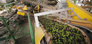 Autorizadas ayudas para las agroindustrias de aceite de oliva y aceituna de mesa en Andalucía