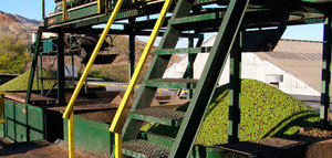Un proyecto desarrollará un sistema para la inspección de los lotes de aceituna en el patio de la almazara
