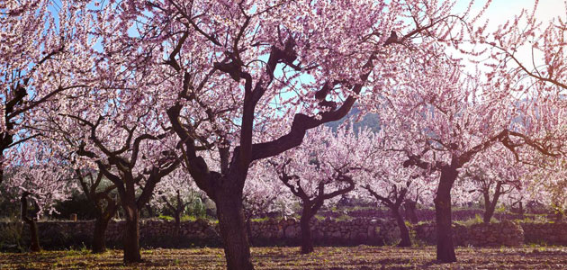 La innovación en el mundo de la almendra, uno de los puntos fuertes de AOVE & NUTS 2024