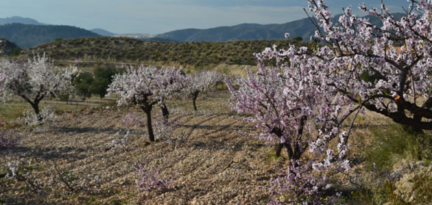 Cosechas, sostenibilidad y salud: apuestas del sector de la almendra y la avellana