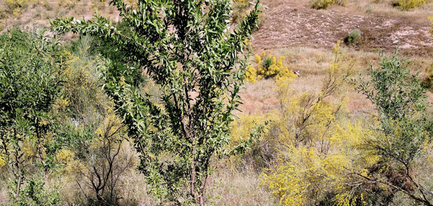 La almendra amarga se ha hecho con el control del medio natural en un tiempo récord