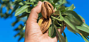 El sector de frutos secos sitúa la previsión de cosecha de almendra cerca de las 128.000 toneladas